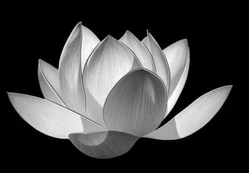 Цветок 081 (лотос)